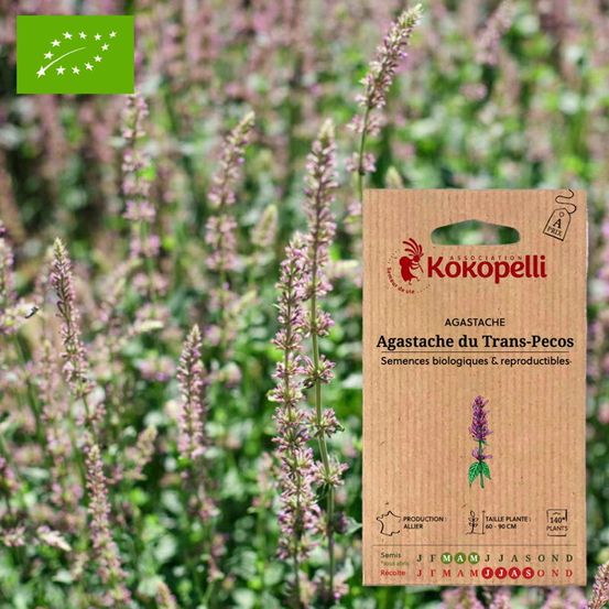 Agastache du trans-pecos- graines bio à semer