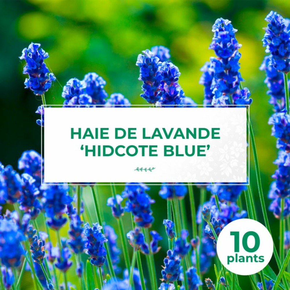 10 Lavande 'Hidcote Blue' (Lanvandula 'Hid…