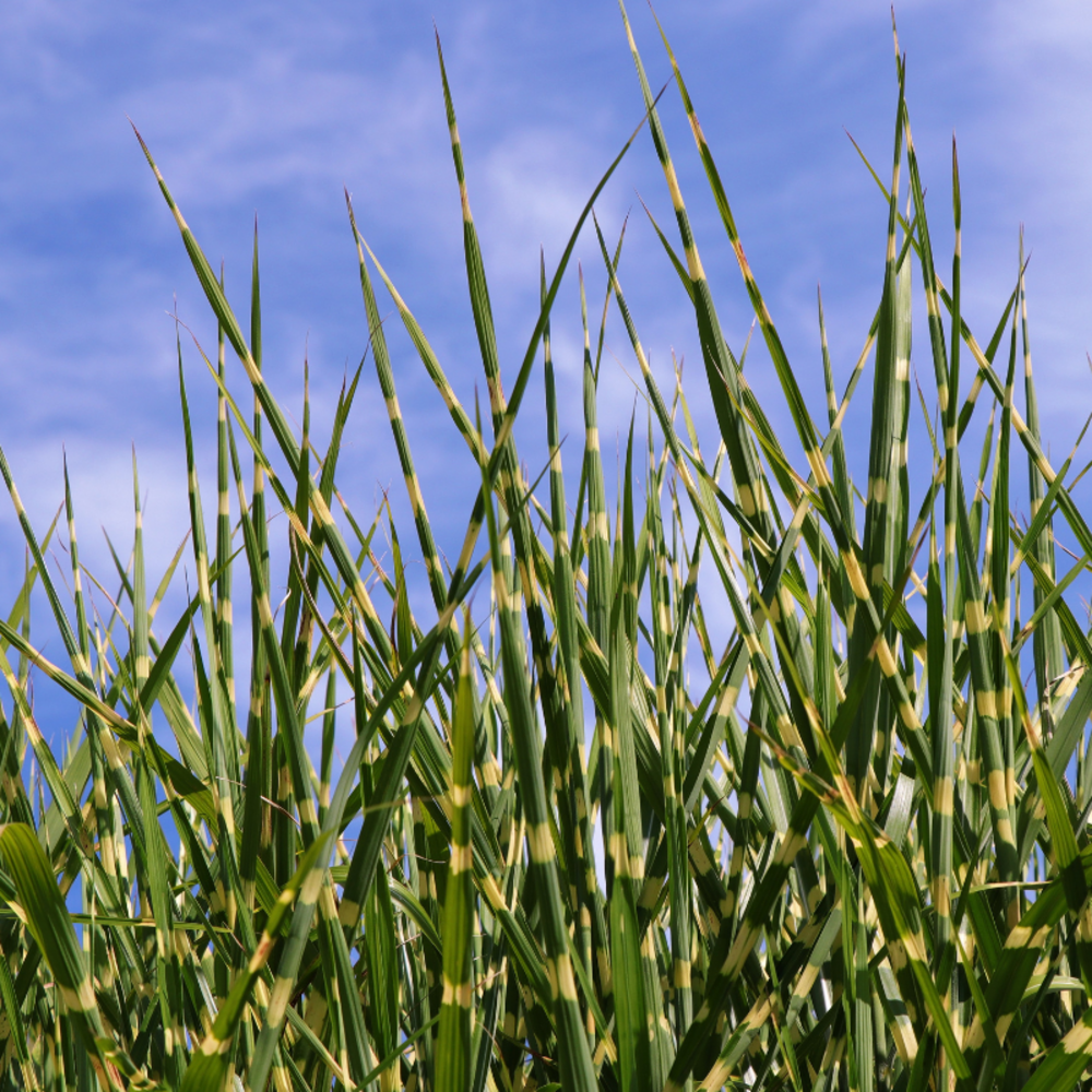 Roseau de chine strictus dwarf - miscanthus sinensis strictus dwarf 60/80 cm pot 3l
