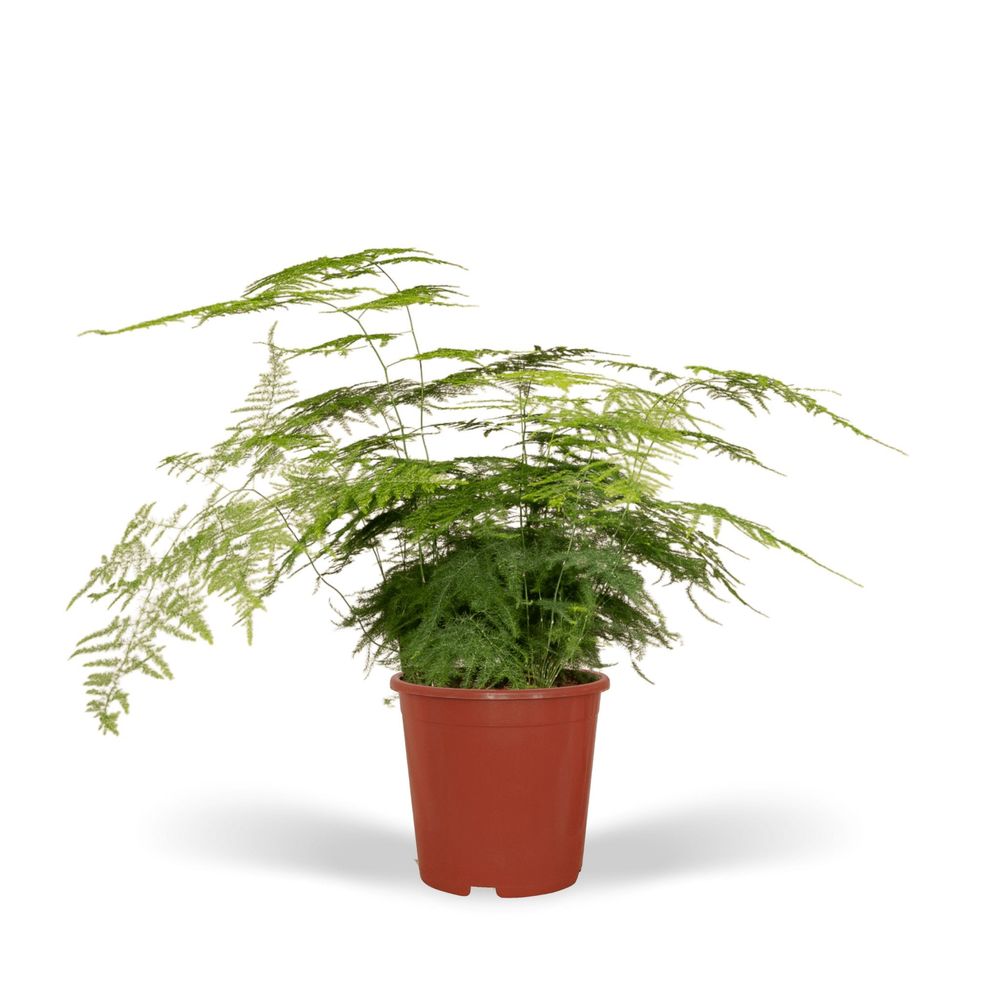 Asparagus plumosus h45cm