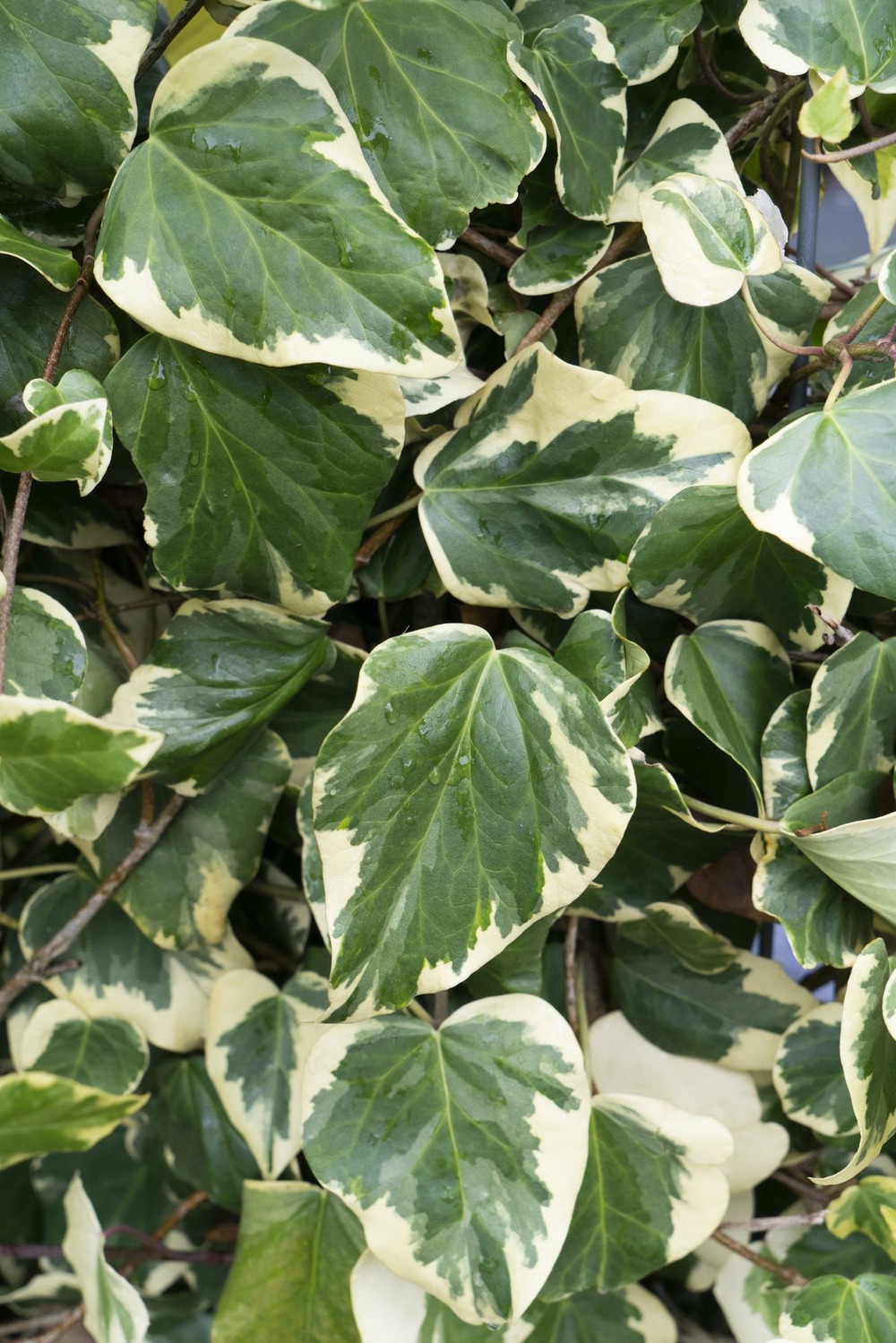 Lot de 4 - hedera colchica 'dentata variegata' - h65 cm - ø15 cm