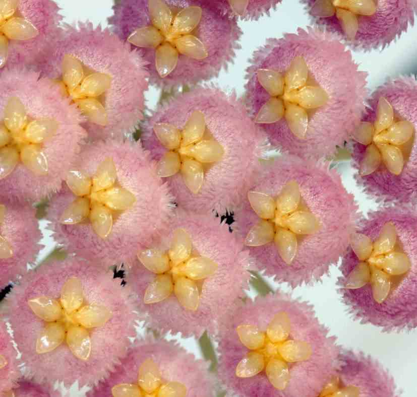 Hoya cv. Rebecca (fleur de porcelaine, fleur de cire)   rose - taille pot de 2 litres - 20/40 cm