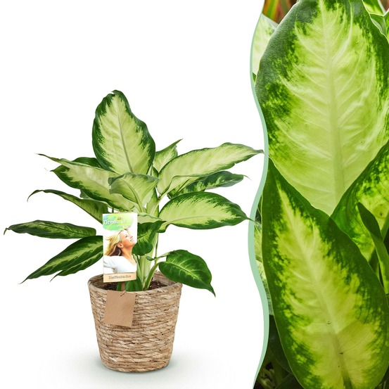 Dieffenbachia camilla – lot de 1 – pot 17 cm – hauteur 45-50 cm