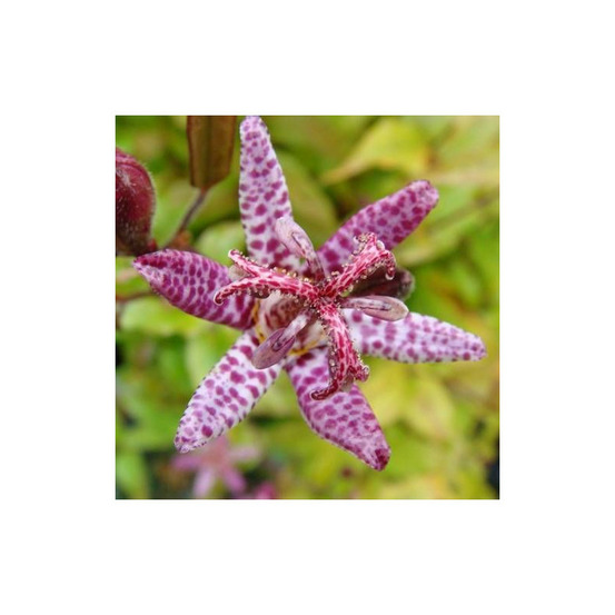 Lis orchidée hirta, tricyrtis lot de 9 godets