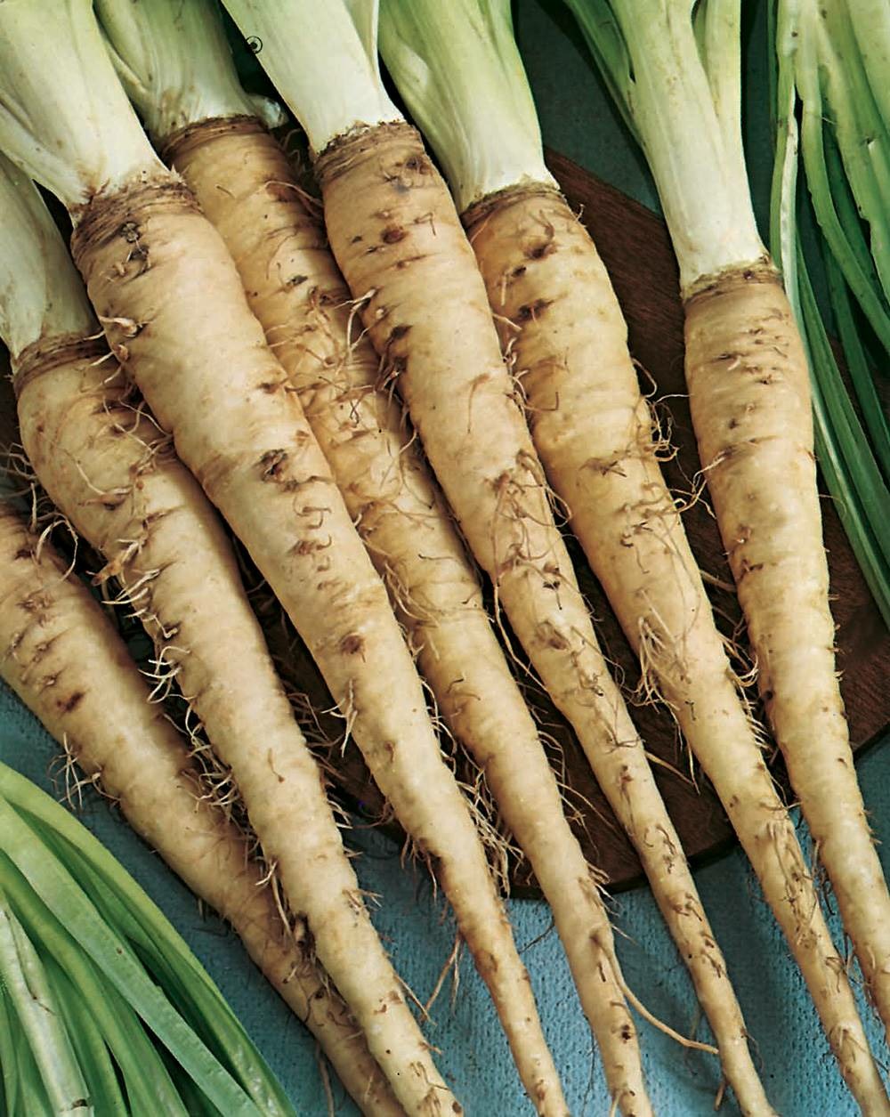 Salsifis blanc geant ameliore - 5 g