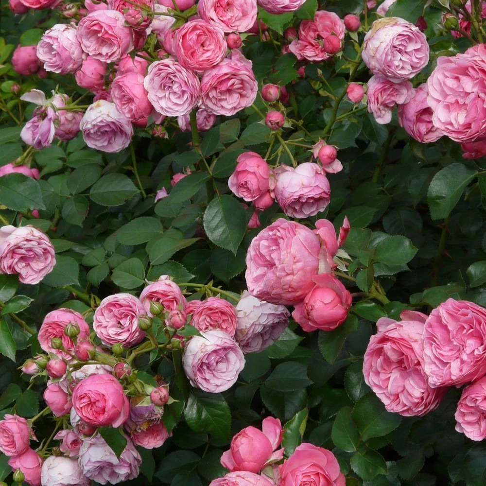 Rosier grimpant volare® 'adalinalu' pot de 5l