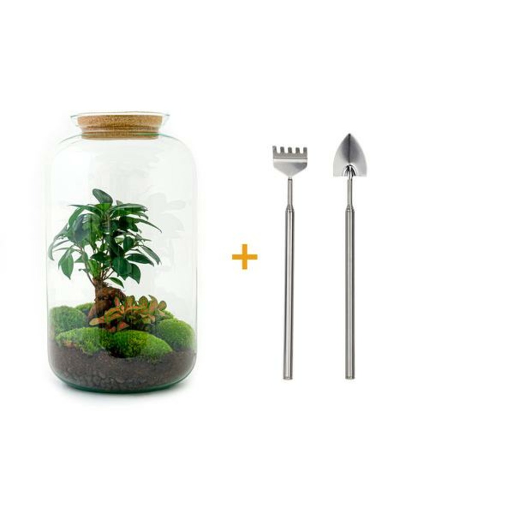 Diy terrarium - sven bonsai - h43 cm - ø43 cm