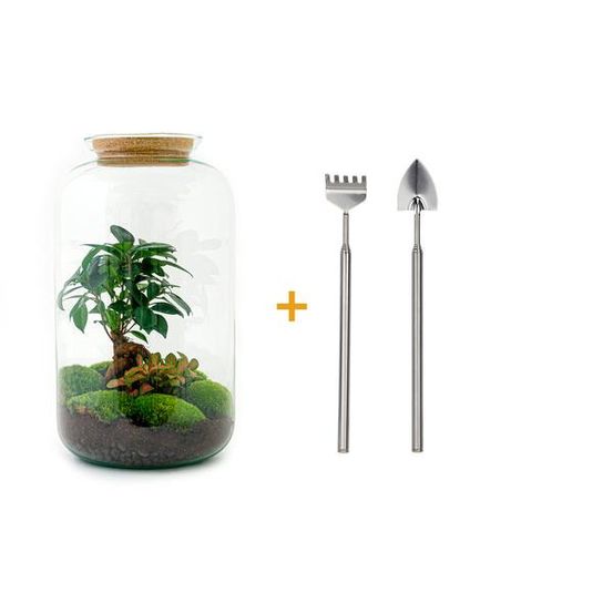 Diy terrarium - sven bonsai - h43 cm - ø43 cm