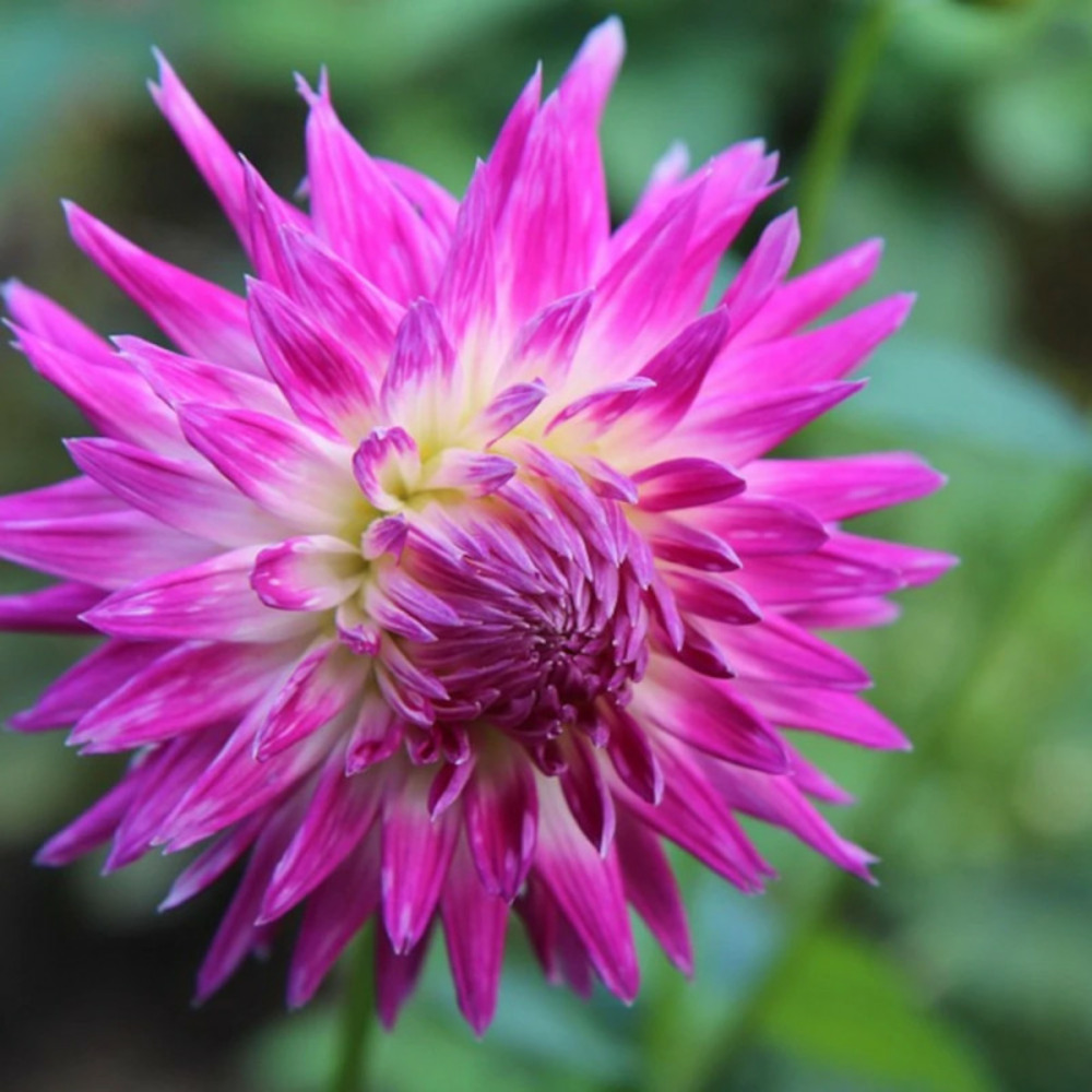Plant de dahlia cactus nain aquarelle pot de 1 litre