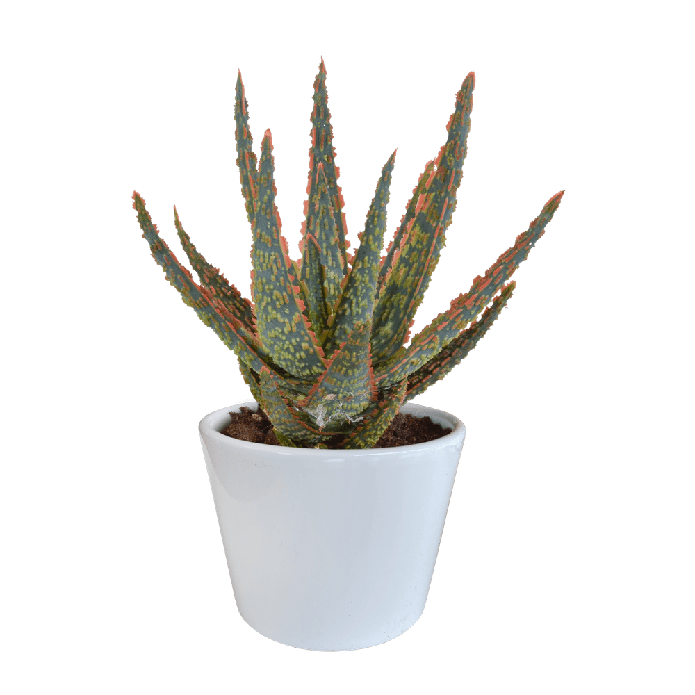 Aloe zebrina - en pot blanc - ø10,5cm - ↕23cm - plante d’intérieur