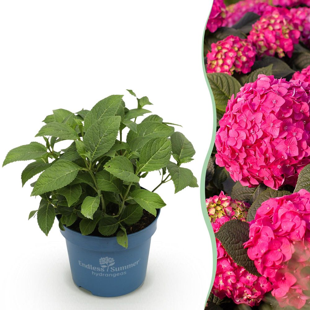 Hortensia endless summer summer love red - h 20-25 cm, pot ø14 cm