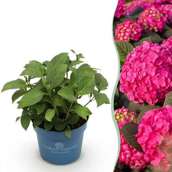 Hortensia endless summer summer love red - h 20-25 cm, pot ø14 cm