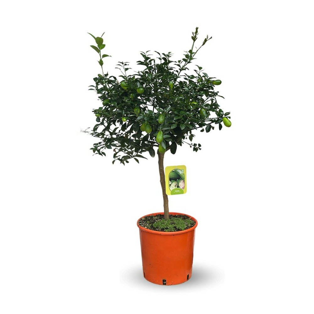 Citron caviar lune - agrume mditerranen - arbre fruitier -  75-85 cm -   22 cm | Truffaut