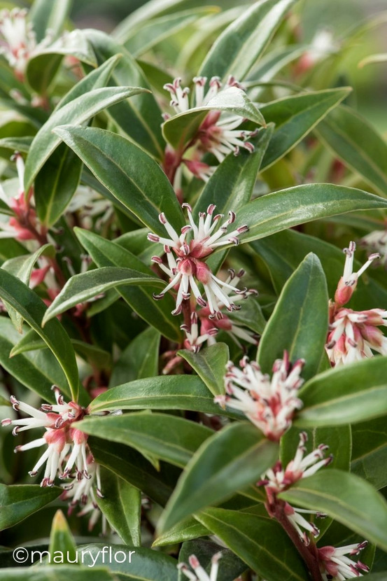 Sarcococca 'winter gem' - en pot de 5 litres