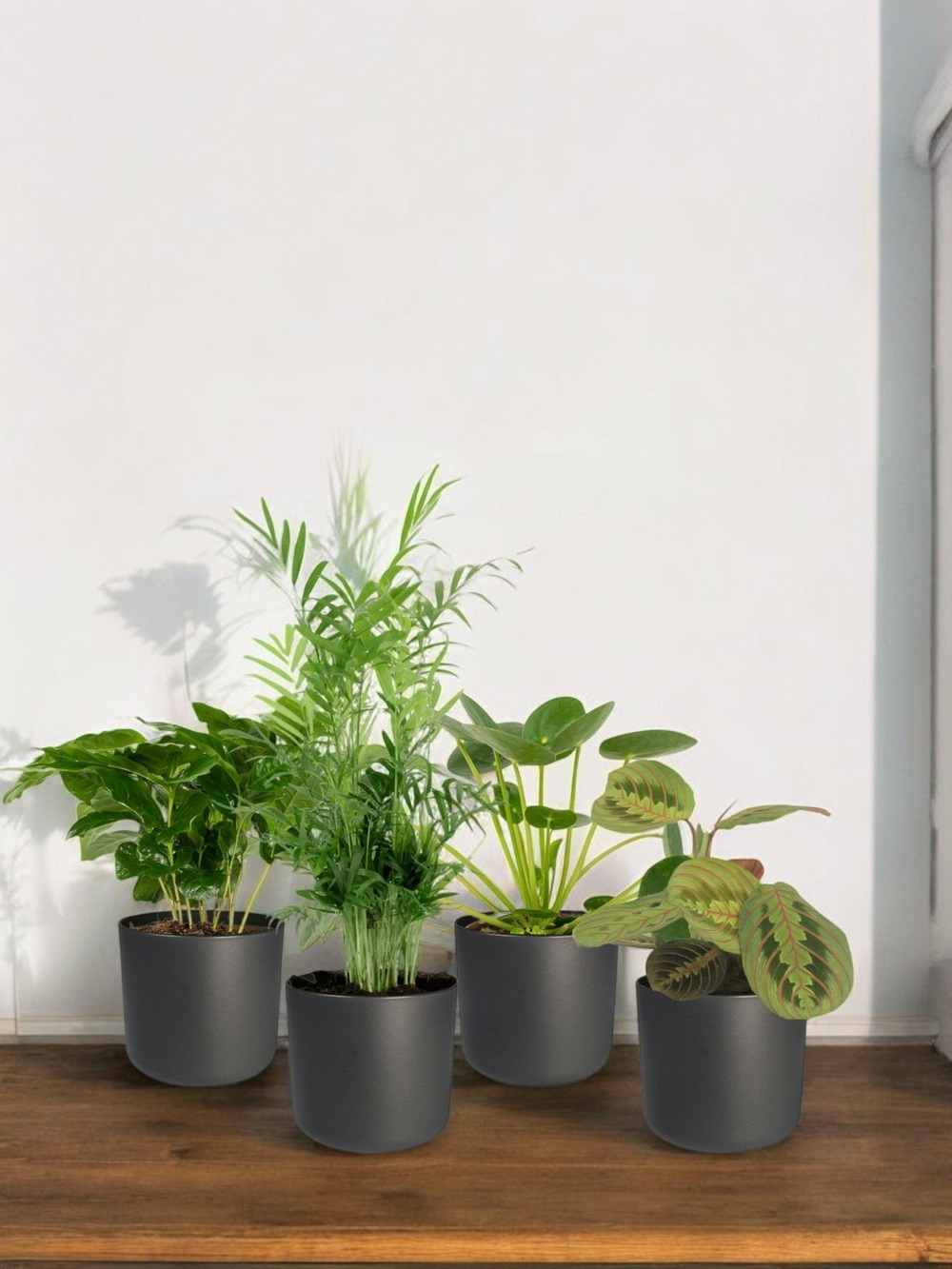Coffret plantes pets friendly - lot de 4 plantes 40cm - plante d'intérieur