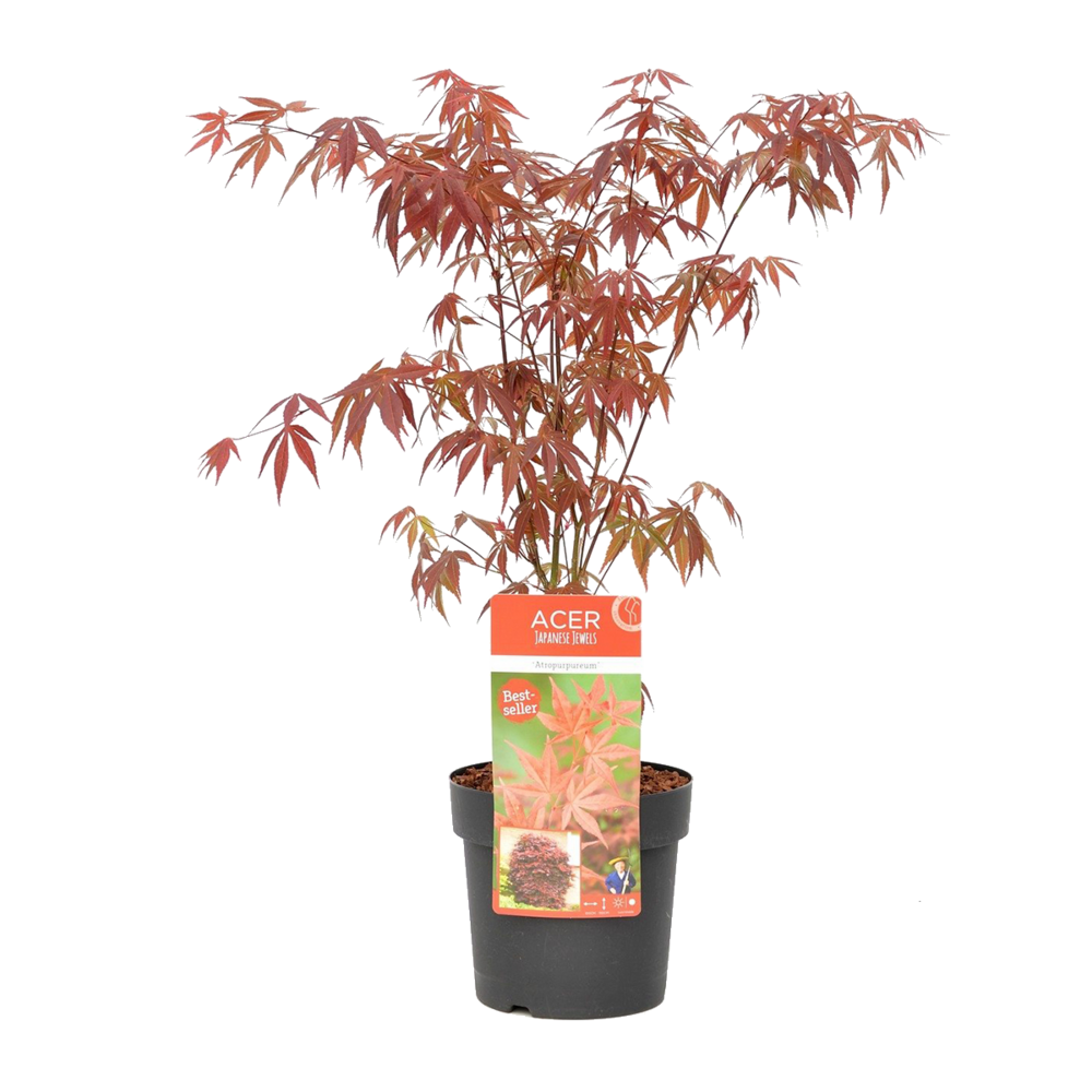 Acer palmatum atropurpureum - érable du japon - feuillage pourpre - 50-70 cm de haut - pot 19 cm
