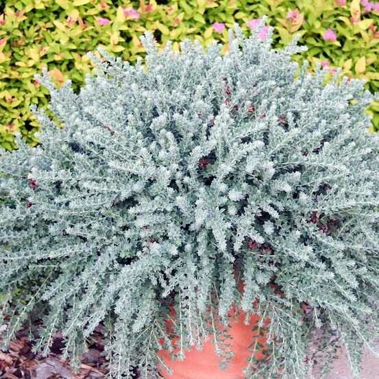 Dorycnie hirsute 'little boy blue' godet de 8/9 cm