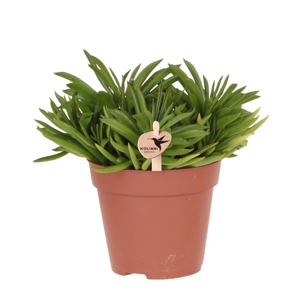 Succulente happy beam (sedeveria) - pot de 12cm - plantes d'intérieur