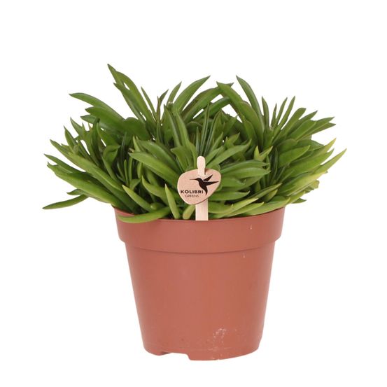 Succulente happy beam (sedeveria) - pot de 12cm - plantes d'intérieur