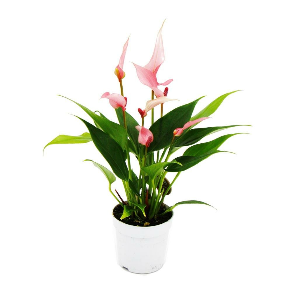 Petite fleur flamant rose - anthurium andreanum - bébé anthurium - mini plante - pot 7cm - petites fleurs roses - lilli