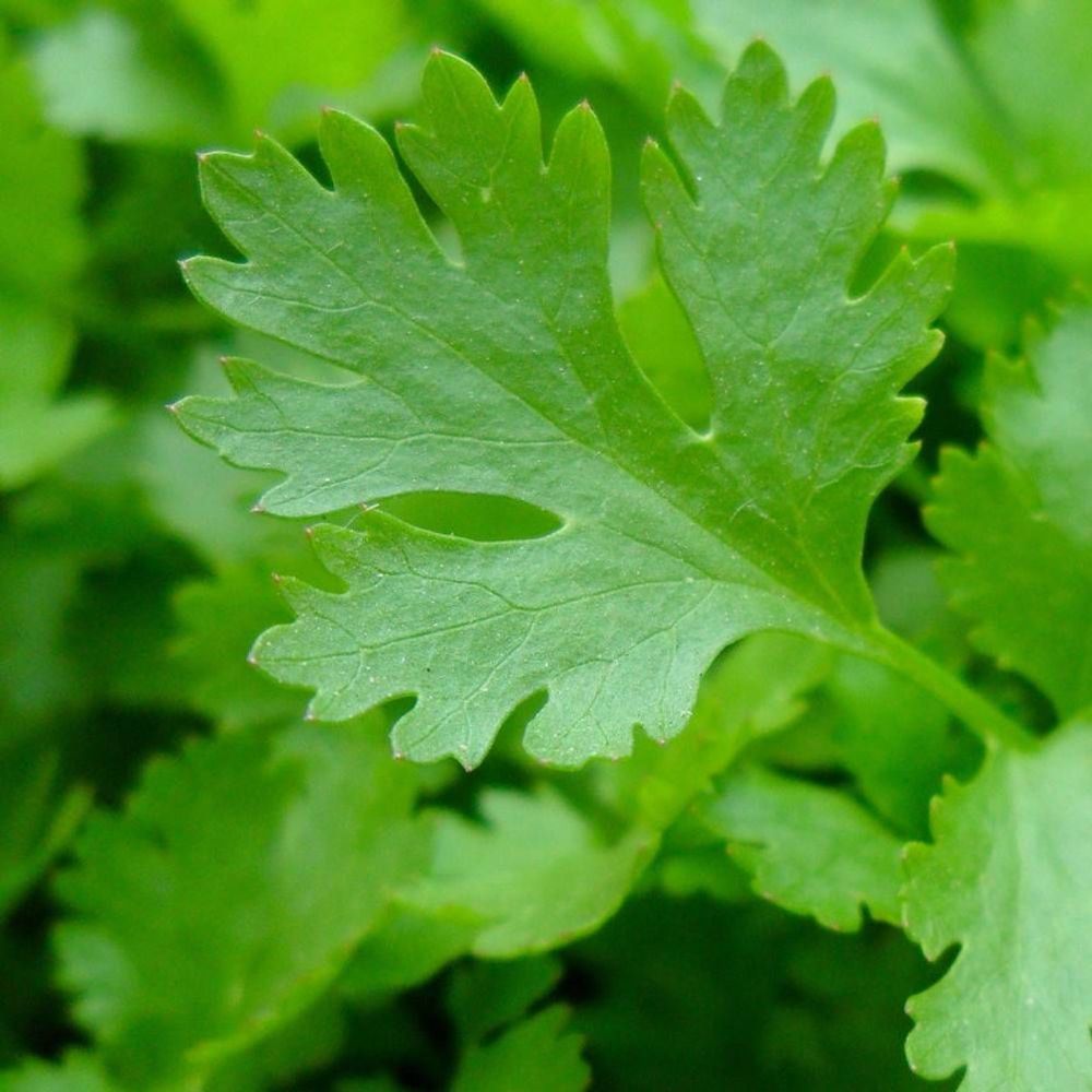 Graines de persil géant d'italie - vilmorin sachet économique