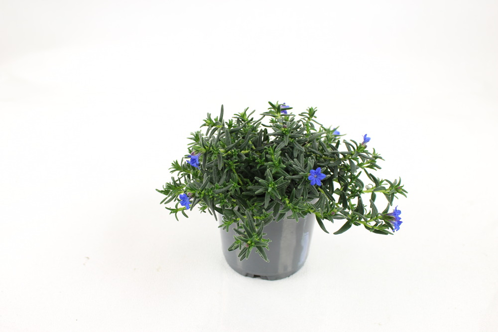 Lithodora diffusa pot 10,5 cm