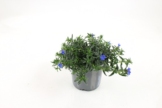 Lithodora diffusa pot 10,5 cm
