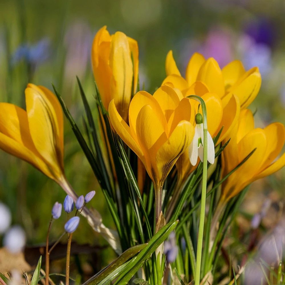 Bulbe de crocus à grands fleurs golden yellow sachet de 25 bulbes