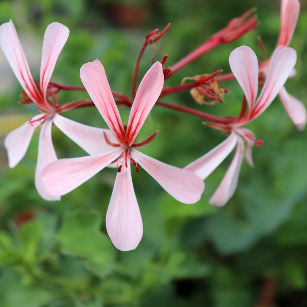 Pelargonium acetosum godet de 8/9 cm