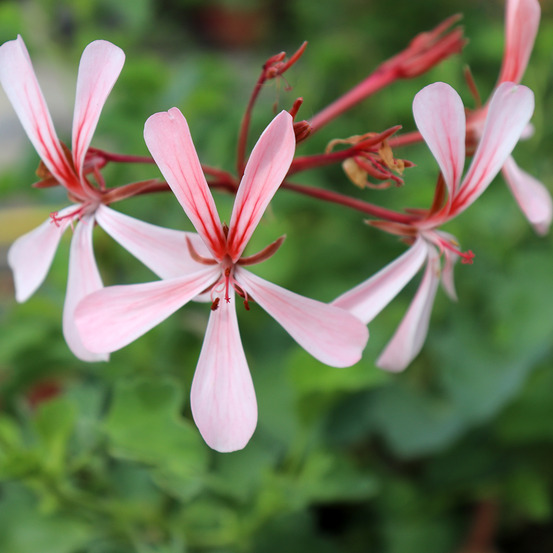 Pelargonium acetosum godet de 8/9 cm