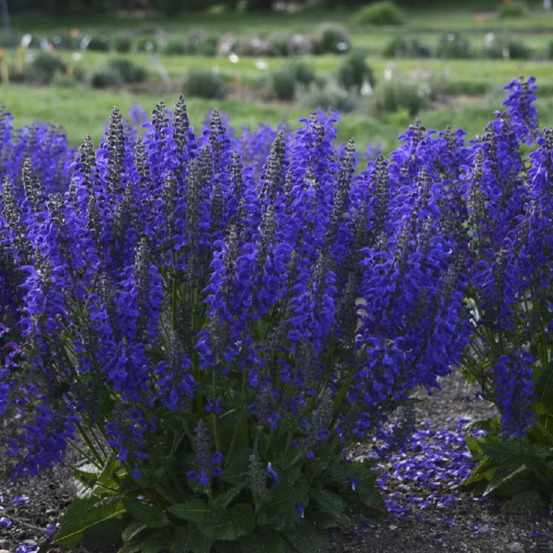Sauge des près evening attire® godet