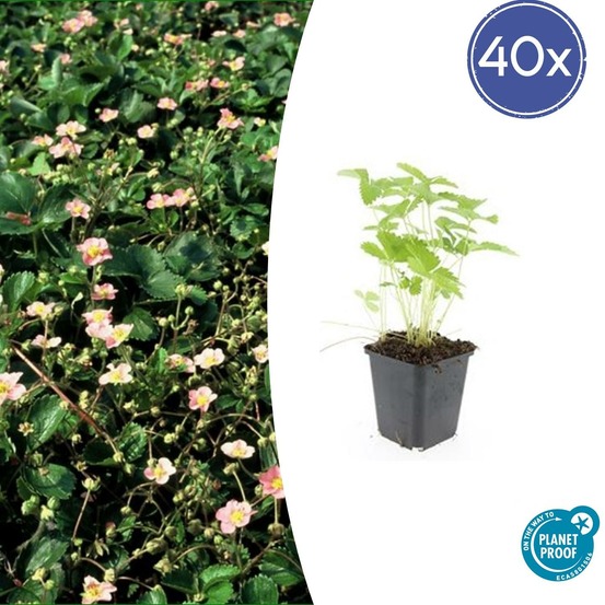 Fraisier des bois (fragaria vesca) x40 – entre 2,5 et 3,33m2