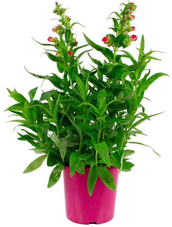 Penstemon pot 2 l