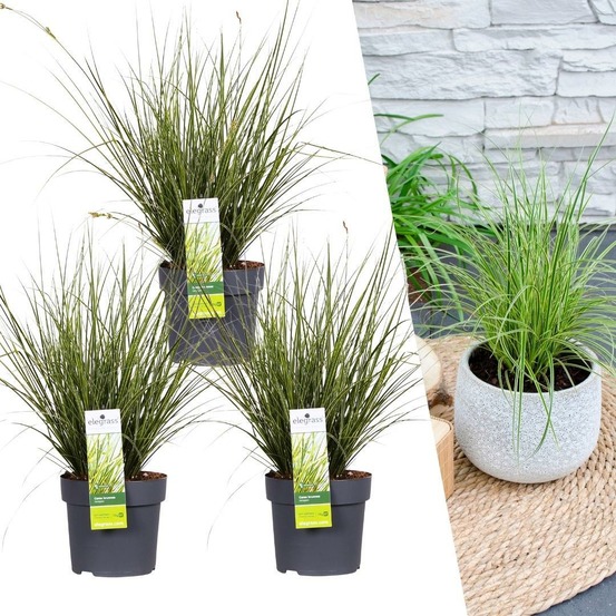 3 x carex brunnea 'variegata'