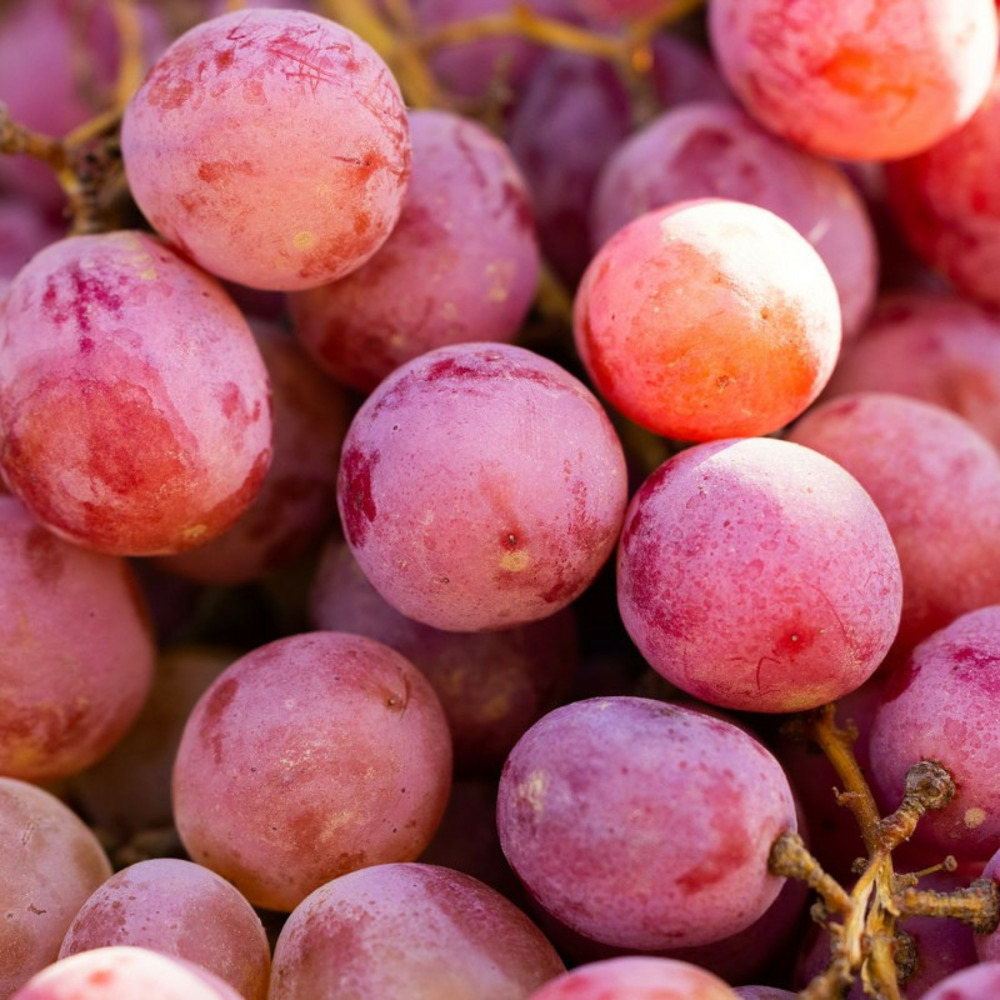 Vigne vinifera apirena rossa pot de 1,5l - tuteur bambou 30/60 cm