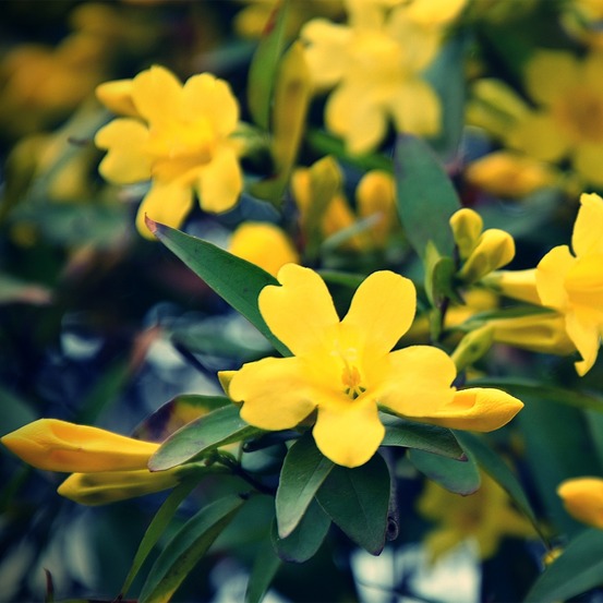Jasmin d'italie 'revolutum' pot de 3l/4l, echelle