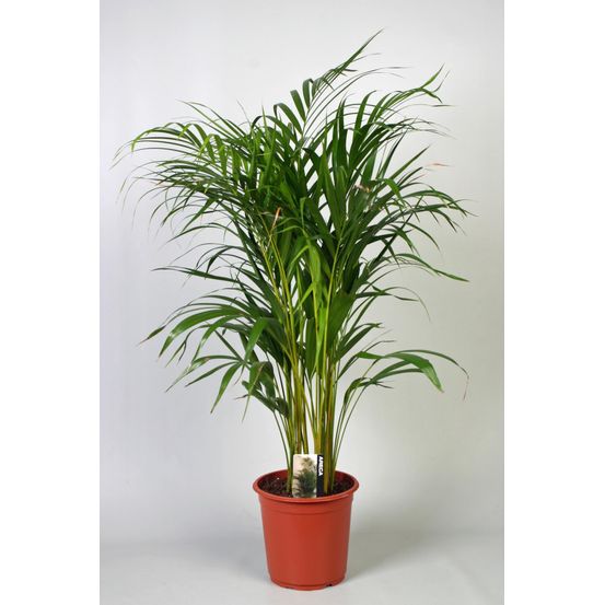 Dypsis lutescens (areca)
