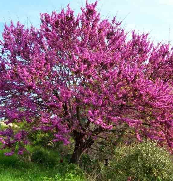 Cercis siliquastrum (arbre de judée) taille pot de 6 litres - 140/150cm -   rose