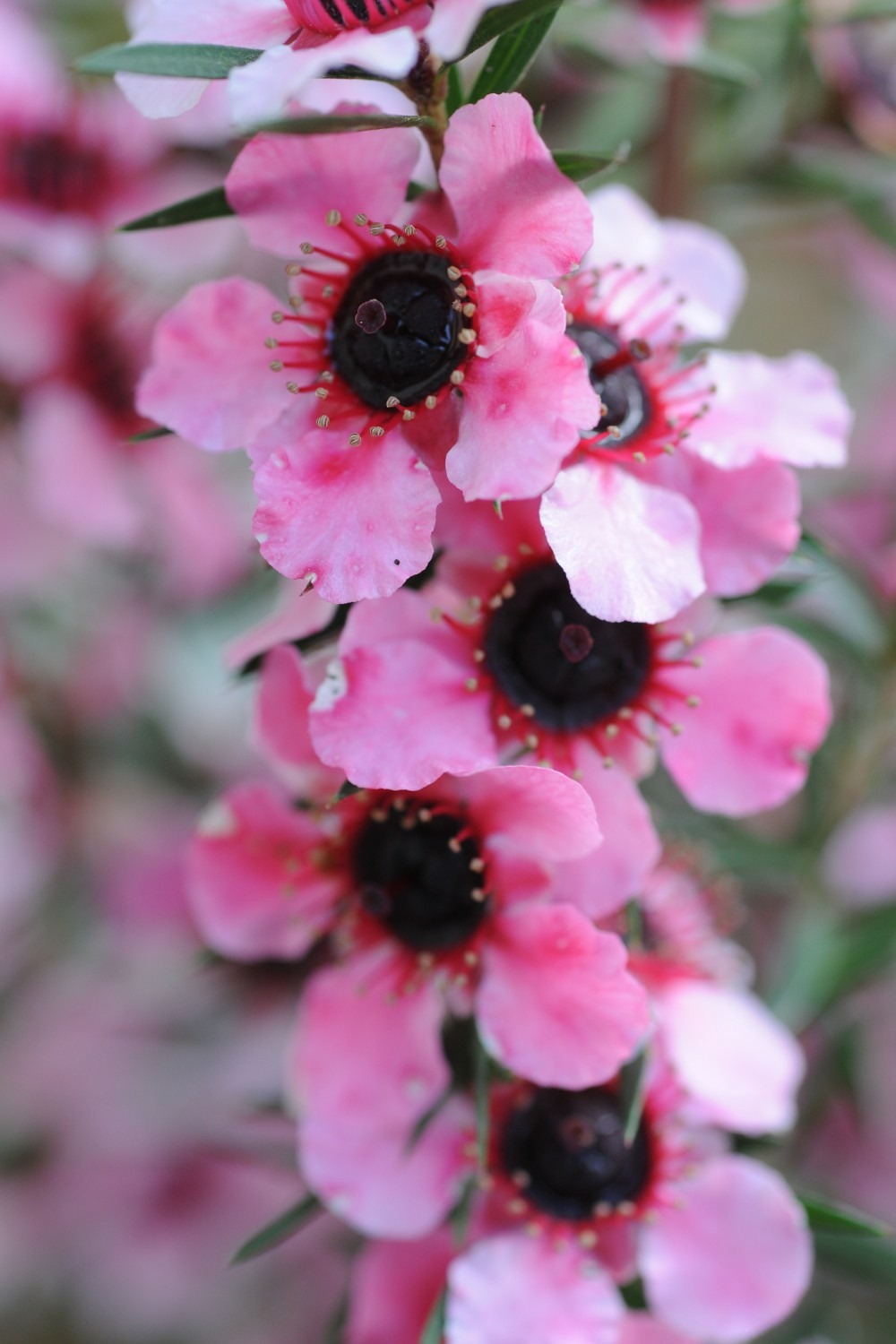 Leptospermum 'martinii' - en pot de 3 litres