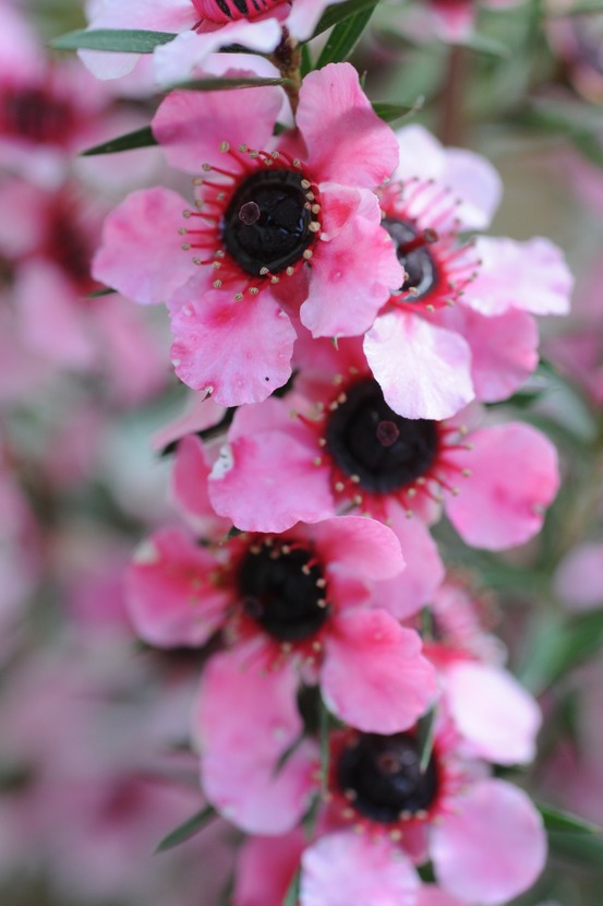 Leptospermum 'martinii' - en pot de 3 litres
