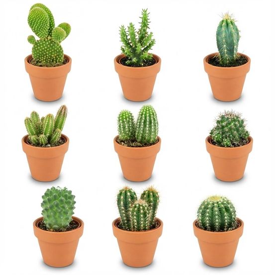 Mini mélange de cactus - pot de 8cm - hauteur: 5-10 cm - pots en terre cuite - plantes d'intérieur