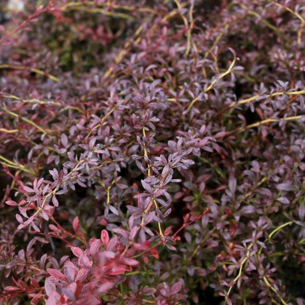 Épine-vinette de thunberg 'red dream' pot de 3l/4l