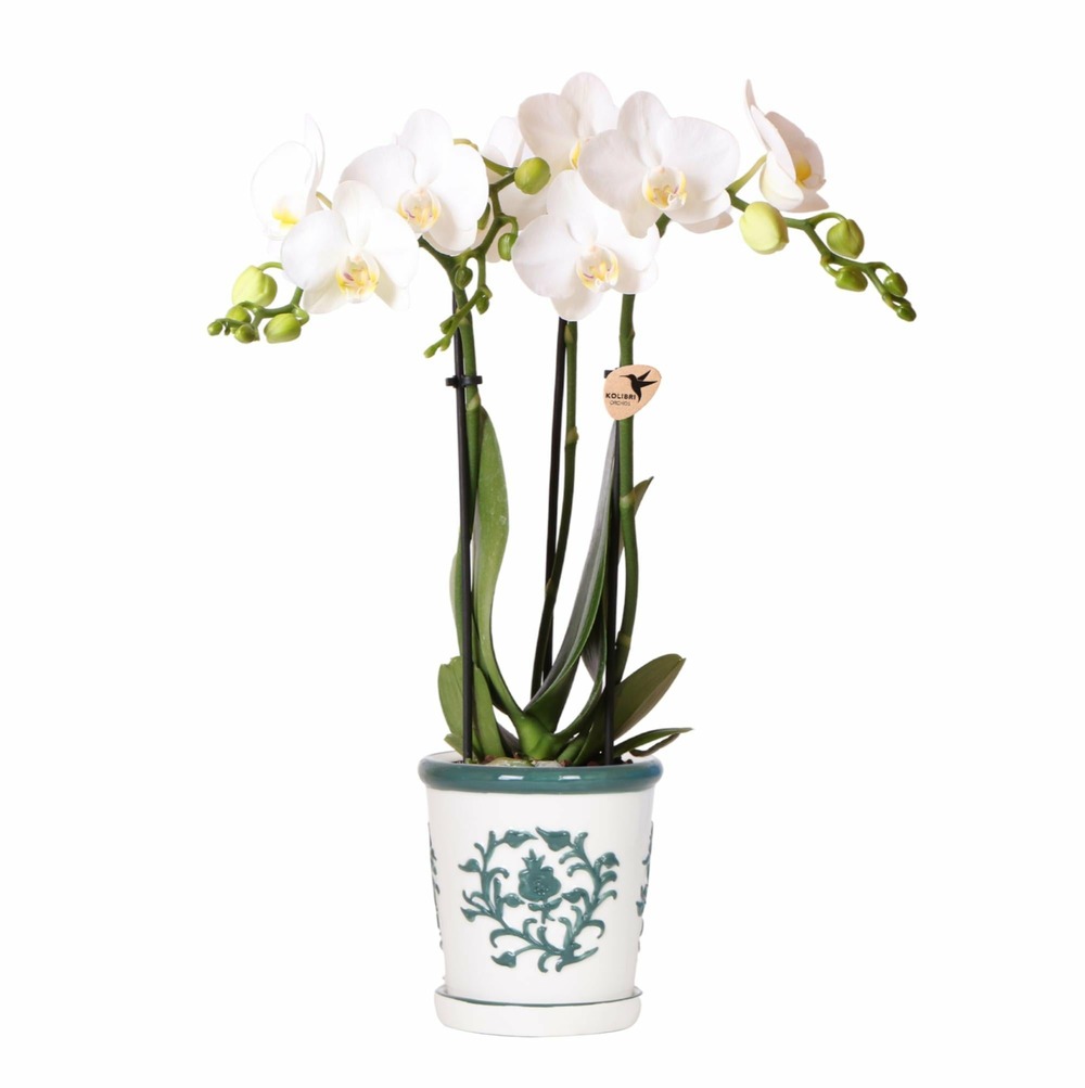 Orchidée amabilis blanche et son pot malaga vert - hauteur 35cm