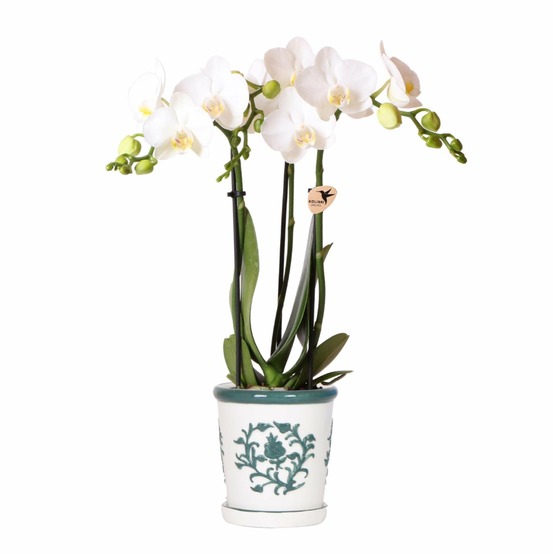 Orchidée amabilis blanche et son pot malaga vert - hauteur 35cm