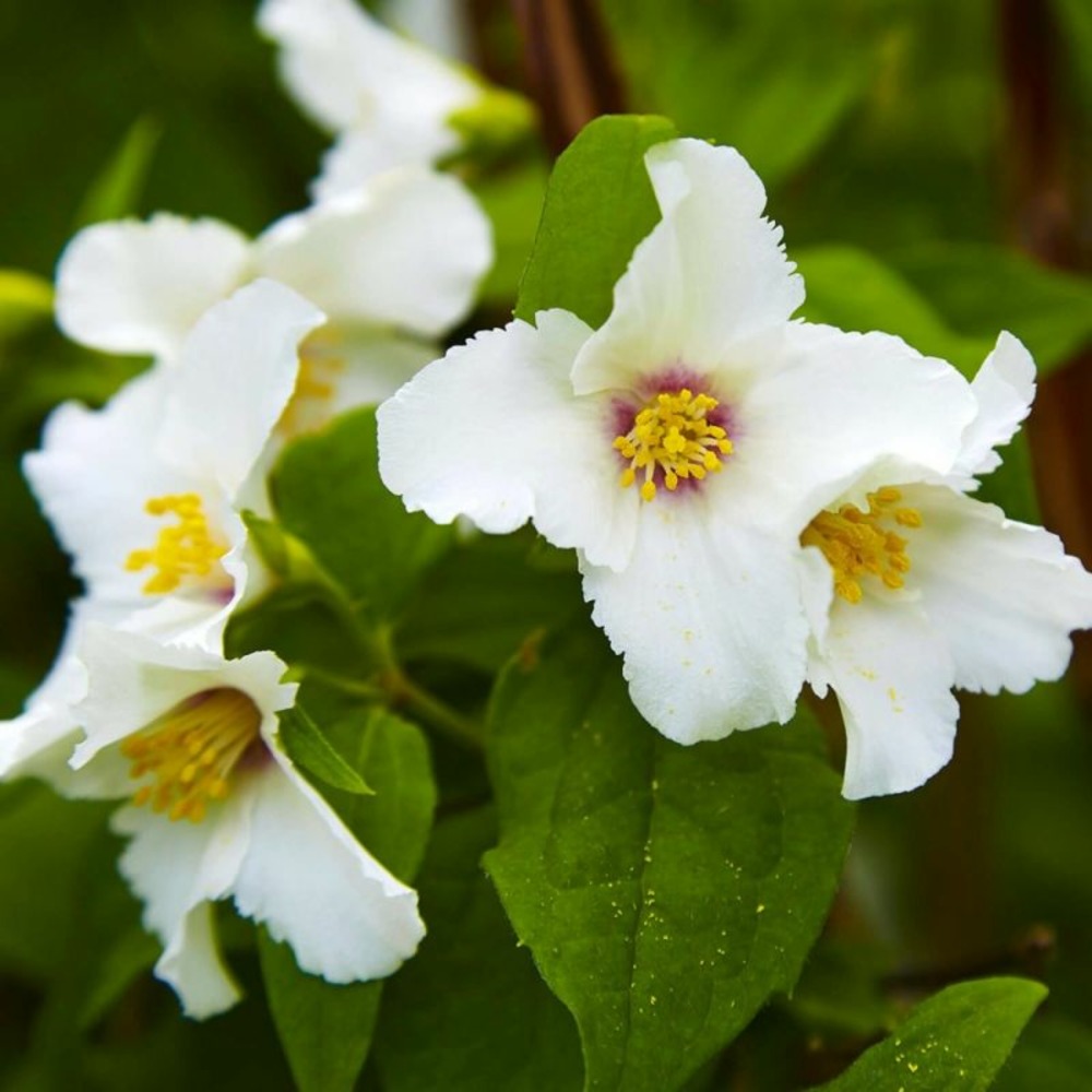 Seringat 'belle étoile' (philadelphus 'belle étoile')