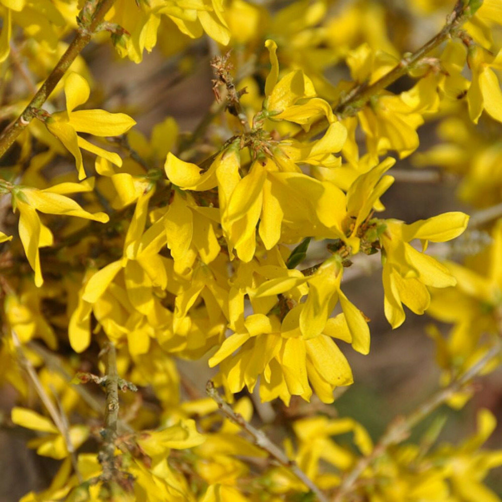 Forsythia marée d'or® 'courtasol', mimosa de paris pot de 3l - 20/40 cm