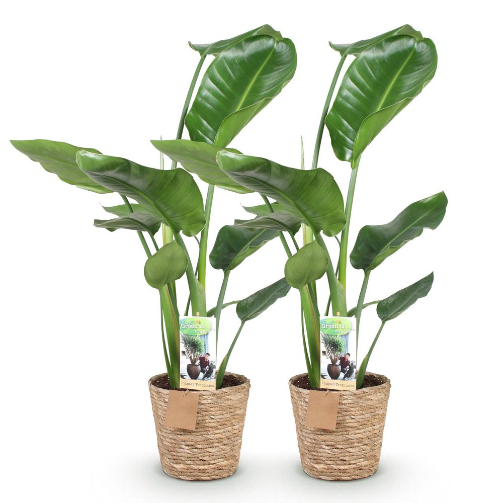 Strelitzia nicolai - fleur de paradis - lot de 2 plantes - pot de 17cm - hauteur 70-90cm