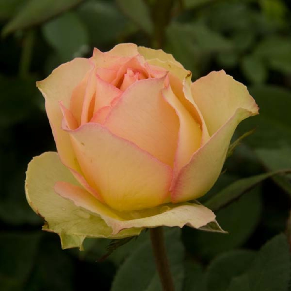 Rosier moderne 'jalitah' pot de 4l/5l