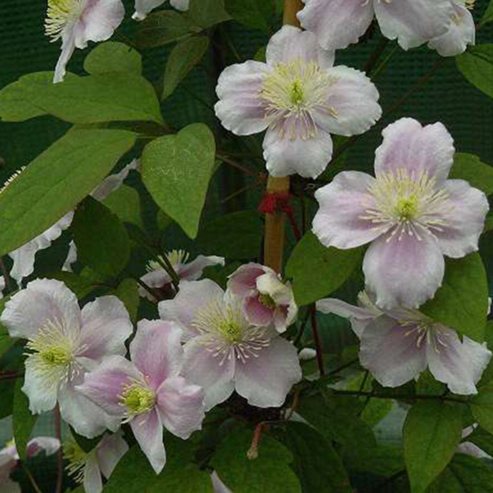 2 x clématite des montagnes 'rubens' - clematis montana 'rubens' - 50-60 cm pot