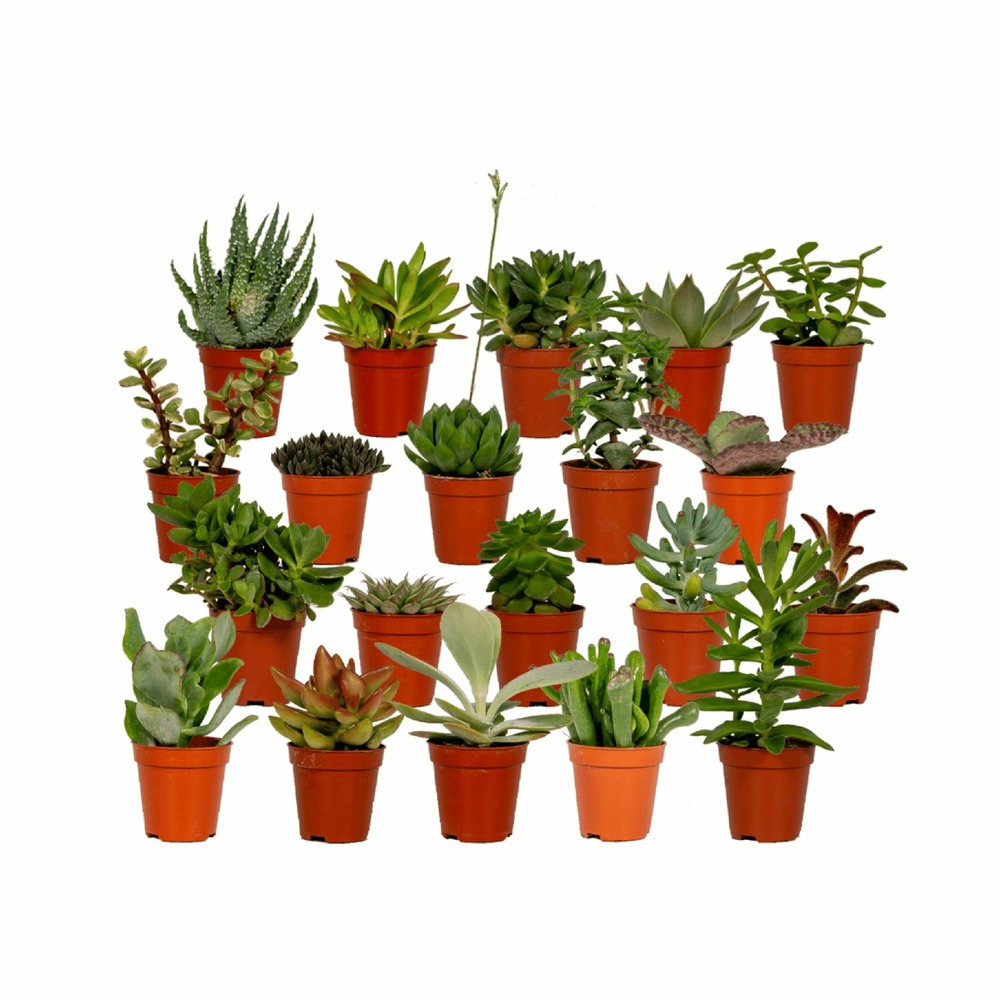 Succulentes, box de 20 plantes - h7cm, ø5,5cm - plantes d'intérieur
